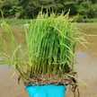 米農家のおばちゃん