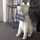 Prancer