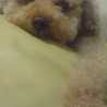 Bururin