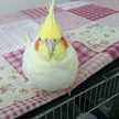 可愛い小鳥たち