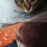 chuna1026