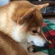 じゅんあきくり