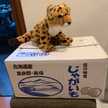チーターしろ