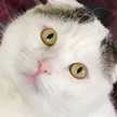 haru_cat