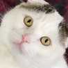 haru_cat