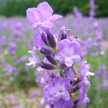 lavandula0