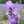 lavandula0