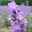 lavandula0