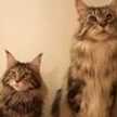 chaton.rin