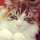 絶対ねこ