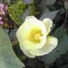 nabana