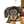cafedog