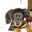 cafedog