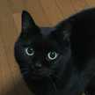 ジジねこちゃん