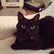 黒猫トマト