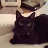 黒猫トマト