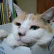 cat13