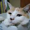 cat13