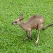 キーちゃま