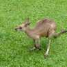キーちゃま