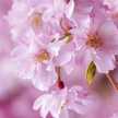 しだれ桜の咲く頃に