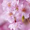 しだれ桜の咲く頃に