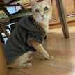 ねこねこ