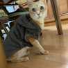 ねこねこ