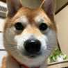 どらクック