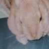 ♡♥bunny♥♡