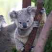 kokokoala