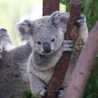 kokokoala