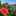 Ap19rct_D Ap19rct_D