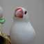 ハッピー19