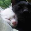 amuslove