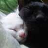 amuslove