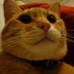 ☆ねこ☆