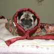 *もふもふpug*