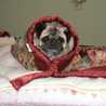 *もふもふpug*