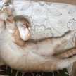 ふみねこ丸
