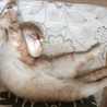 ふみねこ丸