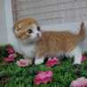 しちゃちゃん