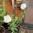 海苔巻きころりん