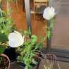 海苔巻きころりん
