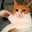 きっとcat