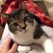 バディこ