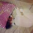 ぽち♡ぱな