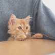 やままめし