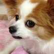リリーのママ