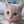 ピンクのひよこ